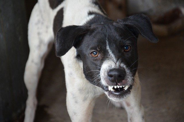 How Will My Medical Bills Be Paid For After My Dog Bite?