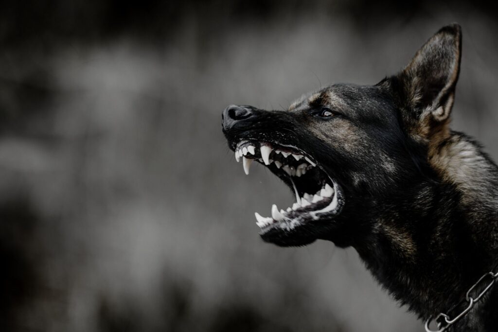 Aggressive dog barking, illustrating a Bloomsburg dog bite claim